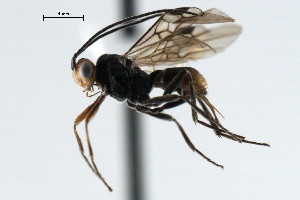  ( - CBRA0298)  @12 [ ] CreativeCommons - Attribution (2009) CBG Photography Group Centre for Biodiversity Genomics