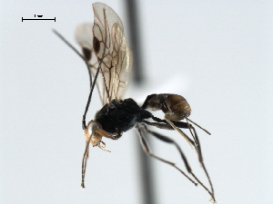  ( - CBRA0299)  @12 [ ] CreativeCommons - Attribution (2009) CBG Photography Group Centre for Biodiversity Genomics