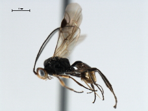  ( - CBRA0300)  @13 [ ] CreativeCommons - Attribution (2009) CBG Photography Group Centre for Biodiversity Genomics