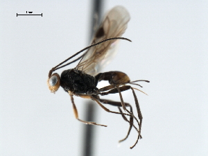  ( - CBRA0302)  @12 [ ] CreativeCommons - Attribution (2009) CBG Photography Group Centre for Biodiversity Genomics