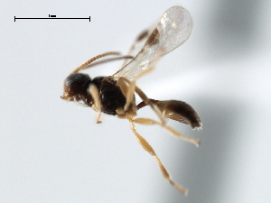  ( - CBRA0314)  @11 [ ] CreativeCommons - Attribution (2009) CBG Photography Group Centre for Biodiversity Genomics