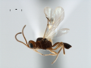  ( - CBRA0325)  @11 [ ] CreativeCommons - Attribution (2009) CBG Photography Group Centre for Biodiversity Genomics