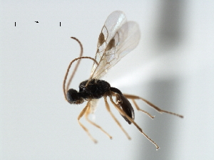  ( - CBRA0327)  @11 [ ] CreativeCommons - Attribution (2009) CBG Photography Group Centre for Biodiversity Genomics