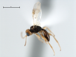  ( - CBRA0331)  @11 [ ] CreativeCommons - Attribution (2009) CBG Photography Group Centre for Biodiversity Genomics