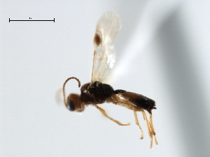  ( - CBRA0332)  @11 [ ] CreativeCommons - Attribution (2009) CBG Photography Group Centre for Biodiversity Genomics