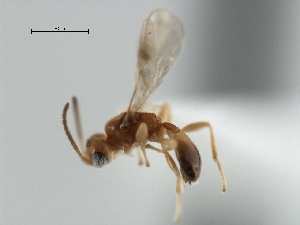  ( - CBRA0345)  @11 [ ] CreativeCommons - Attribution (2009) CBG Photography Group Centre for Biodiversity Genomics