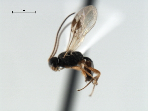  ( - CBRA0352)  @12 [ ] CreativeCommons - Attribution (2009) CBG Photography Group Centre for Biodiversity Genomics