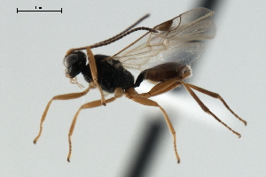  ( - CBRA0354)  @12 [ ] CreativeCommons - Attribution (2009) CBG Photography Group Centre for Biodiversity Genomics