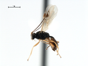 ( - CBRA0357)  @11 [ ] CreativeCommons - Attribution (2009) CBG Photography Group Centre for Biodiversity Genomics