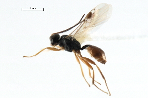  ( - CBRA0358)  @11 [ ] CreativeCommons - Attribution (2009) CBG Photography Group Centre for Biodiversity Genomics
