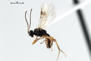  ( - CBRA0359)  @11 [ ] CreativeCommons - Attribution (2009) CBG Photography Group Centre for Biodiversity Genomics