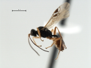  ( - CBRA0362)  @12 [ ] CreativeCommons - Attribution (2009) CBG Photography Group Centre for Biodiversity Genomics