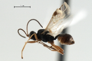  ( - CBRA0366)  @12 [ ] CreativeCommons - Attribution (2009) CBG Photography Group Centre for Biodiversity Genomics