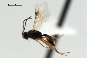  ( - CBRA0367)  @11 [ ] CreativeCommons - Attribution (2009) CBG Photography Group Centre for Biodiversity Genomics