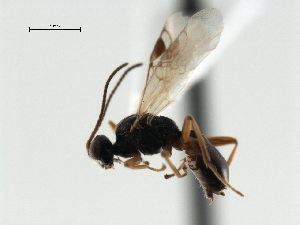  ( - CBRA0369)  @11 [ ] CreativeCommons - Attribution (2009) CBG Photography Group Centre for Biodiversity Genomics