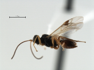  ( - CBRA0372)  @11 [ ] CreativeCommons - Attribution (2009) CBG Photography Group Centre for Biodiversity Genomics