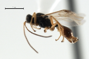  ( - CBRA0373)  @12 [ ] CreativeCommons - Attribution (2009) CBG Photography Group Centre for Biodiversity Genomics