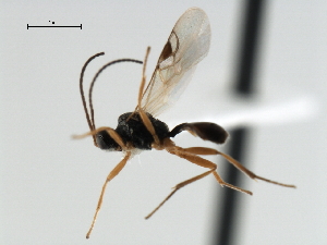  ( - CBRA0397)  @13 [ ] CreativeCommons - Attribution (2009) CBG Photography Group Centre for Biodiversity Genomics