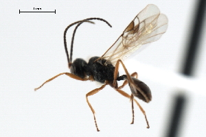  ( - CBRA0405)  @13 [ ] CreativeCommons - Attribution (2009) CBG Photography Group Centre for Biodiversity Genomics