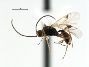  ( - CBRA0409)  @11 [ ] CreativeCommons - Attribution (2009) CBG Photography Group Centre for Biodiversity Genomics