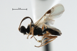  ( - CBRA0423)  @13 [ ] CreativeCommons - Attribution (2009) CBG Photography Group Centre for Biodiversity Genomics