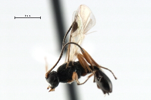  ( - CBRA0430)  @14 [ ] CreativeCommons - Attribution (2009) CBG Photography Group Centre for Biodiversity Genomics