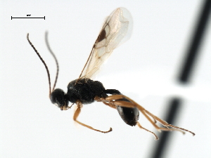  ( - CBRA0431)  @13 [ ] CreativeCommons - Attribution (2009) CBG Photography Group Centre for Biodiversity Genomics