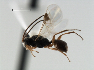  ( - CBRA0439)  @11 [ ] CreativeCommons - Attribution (2009) CBG Photography Group Centre for Biodiversity Genomics