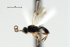  ( - CBRA0447)  @12 [ ] CreativeCommons - Attribution (2009) CBG Photography Group Centre for Biodiversity Genomics