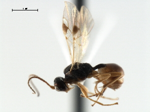  ( - CBRA0449)  @12 [ ] CreativeCommons - Attribution (2009) CBG Photography Group Centre for Biodiversity Genomics