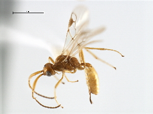  ( - CBRA0455)  @11 [ ] CreativeCommons - Attribution (2009) CBG Photography Group Centre for Biodiversity Genomics