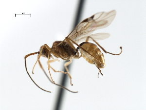  ( - CBRA0456)  @11 [ ] CreativeCommons - Attribution (2009) CBG Photography Group Centre for Biodiversity Genomics