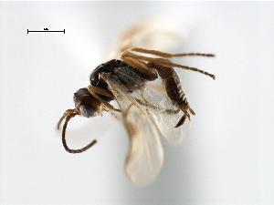  ( - CBRA0458)  @12 [ ] CreativeCommons - Attribution (2009) CBG Photography Group Centre for Biodiversity Genomics