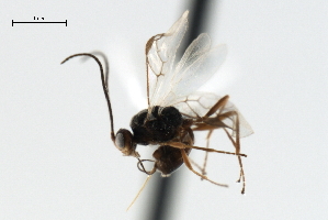  ( - CBRA0466)  @12 [ ] CreativeCommons - Attribution (2009) CBG Photography Group Centre for Biodiversity Genomics