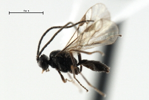  ( - CBRA0467)  @12 [ ] CreativeCommons - Attribution (2009) CBG Photography Group Centre for Biodiversity Genomics