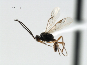  ( - CBRA0472)  @12 [ ] CreativeCommons - Attribution (2009) CBG Photography Group Centre for Biodiversity Genomics