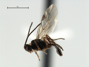 ( - CBRA0473)  @12 [ ] CreativeCommons - Attribution (2009) CBG Photography Group Centre for Biodiversity Genomics