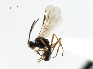  ( - CBRA0475)  @12 [ ] CreativeCommons - Attribution (2009) CBG Photography Group Centre for Biodiversity Genomics