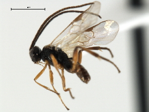  ( - CNCH1770)  @12 [ ] CreativeCommons - Attribution (2009) CBG Photography Group Centre for Biodiversity Genomics