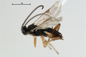  ( - CNCH1777)  @12 [ ] CreativeCommons - Attribution (2009) CBG Photography Group Centre for Biodiversity Genomics