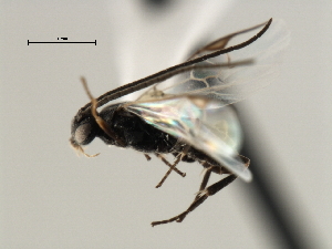  ( - CNCH1822)  @12 [ ] CreativeCommons - Attribution (2009) CBG Photography Group Centre for Biodiversity Genomics