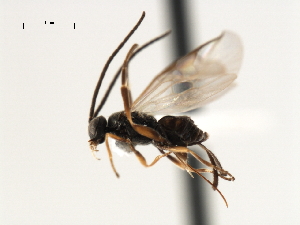  ( - CNCH1841)  @12 [ ] CreativeCommons - Attribution (2009) CBG Photography Group Centre for Biodiversity Genomics