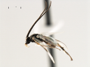  ( - CNCH1843)  @12 [ ] CreativeCommons - Attribution (2009) CBG Photography Group Centre for Biodiversity Genomics
