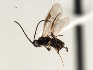  ( - CNCH1855)  @13 [ ] CreativeCommons - Attribution (2009) CBG Photography Group Centre for Biodiversity Genomics