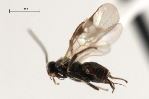  ( - CNCH1863)  @12 [ ] CreativeCommons - Attribution (2009) CBG Photography Group Centre for Biodiversity Genomics