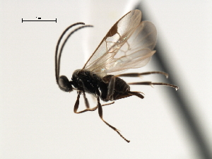  ( - CNCH1864)  @14 [ ] CreativeCommons - Attribution (2009) CBG Photography Group Centre for Biodiversity Genomics