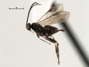  ( - CNCH1865)  @13 [ ] CreativeCommons - Attribution (2009) CBG Photography Group Centre for Biodiversity Genomics