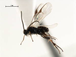  ( - CNCH1867)  @12 [ ] CreativeCommons - Attribution (2009) CBG Photography Group Centre for Biodiversity Genomics