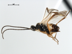  ( - CNCH1875)  @13 [ ] CreativeCommons - Attribution (2009) CBG Photography Group Centre for Biodiversity Genomics