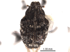  ( - CNC COLEOPT 04-4303)  @11 [ ] CreativeCommons - Attribution (2012) CNC/CBG Photography Group Centre for Biodiversity Genomics